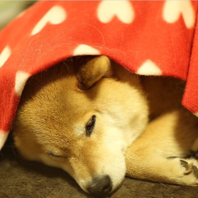 _城市高架自行车赛：穿越天际线的速度之战_，天际线建造了自行车道有用吗