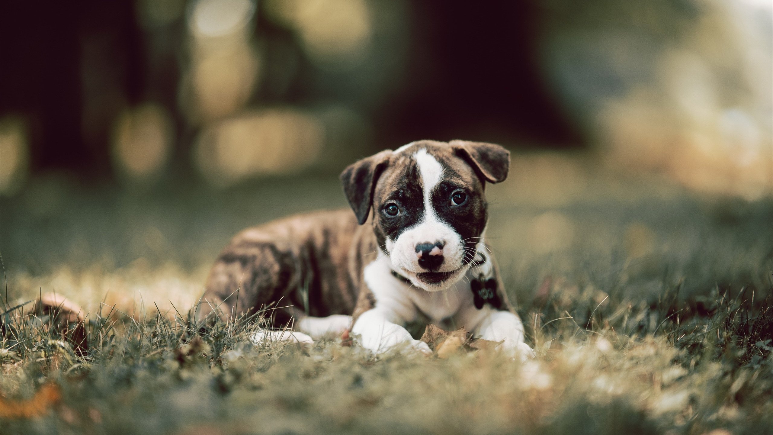 开云平台-“中国足球运动进入新时代，未来可期”，中国足球运动发展现状与分析