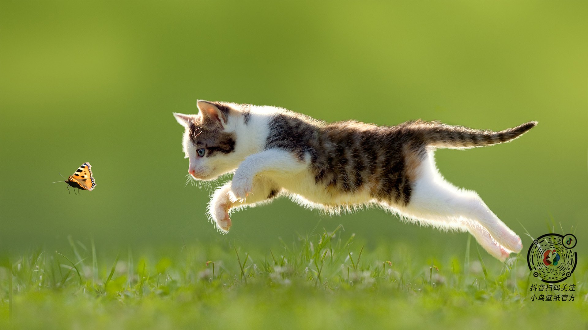 “德甲联赛进入高潮，积分榜竞争激烈”，德甲联赛积分榜比分