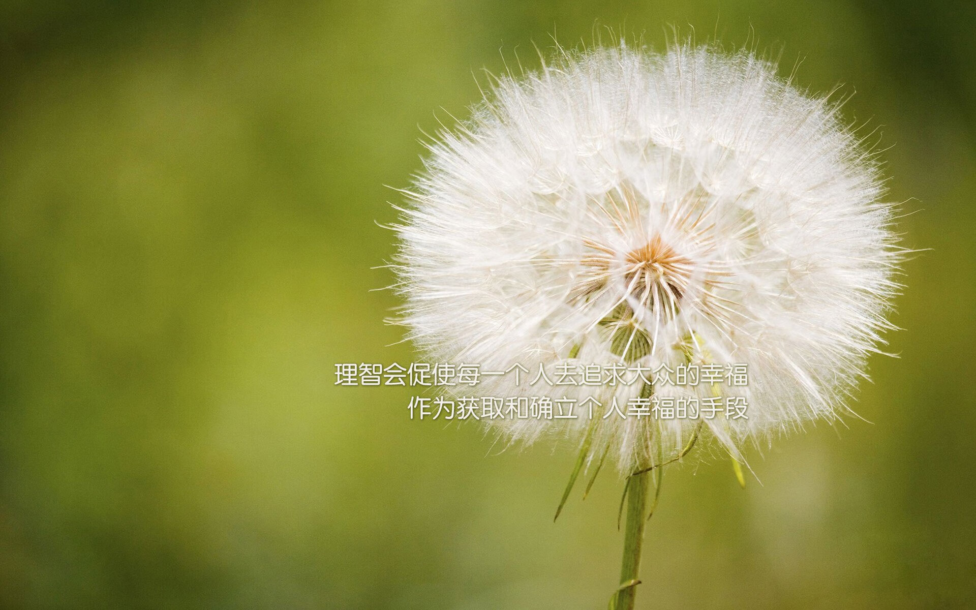 “德甲最后冲刺，领先队伍展现强大火力”，德甲还剩几轮结束