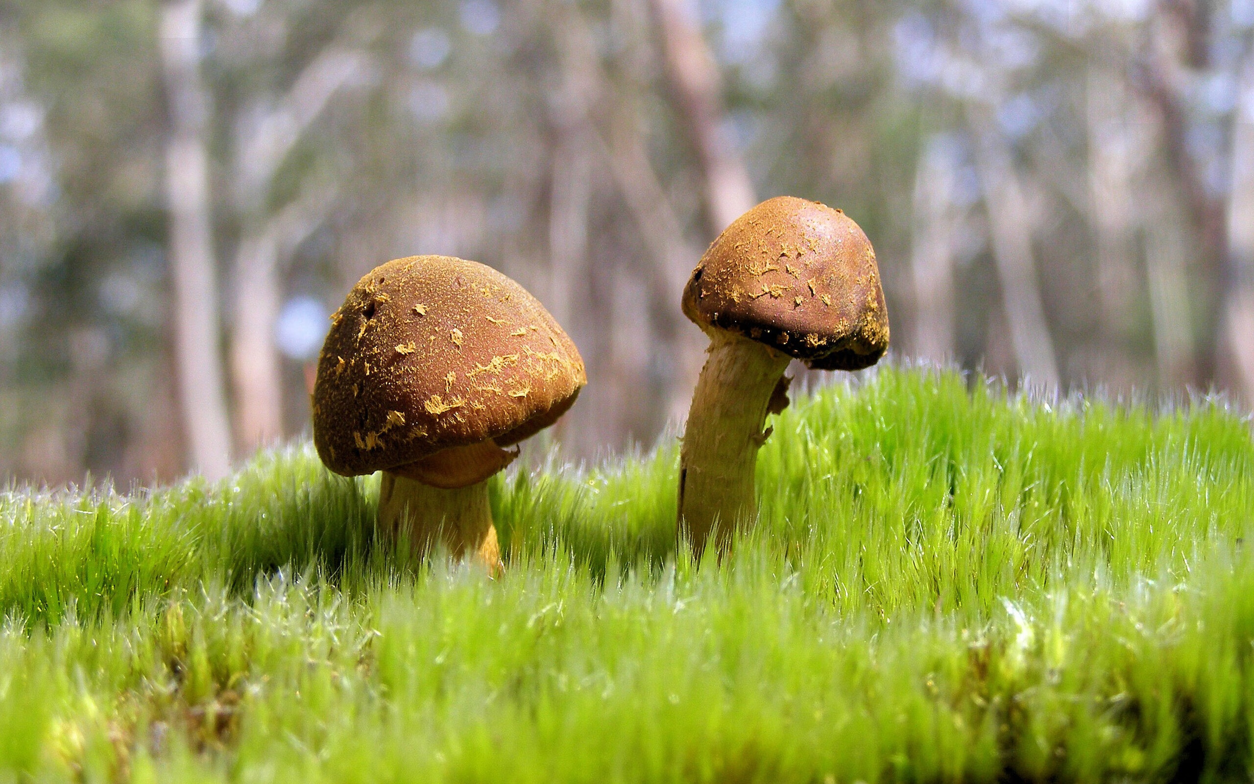 开云体育官方app-“意甲冲刺阶段：夺冠之路充满未知数”，意甲 冠军