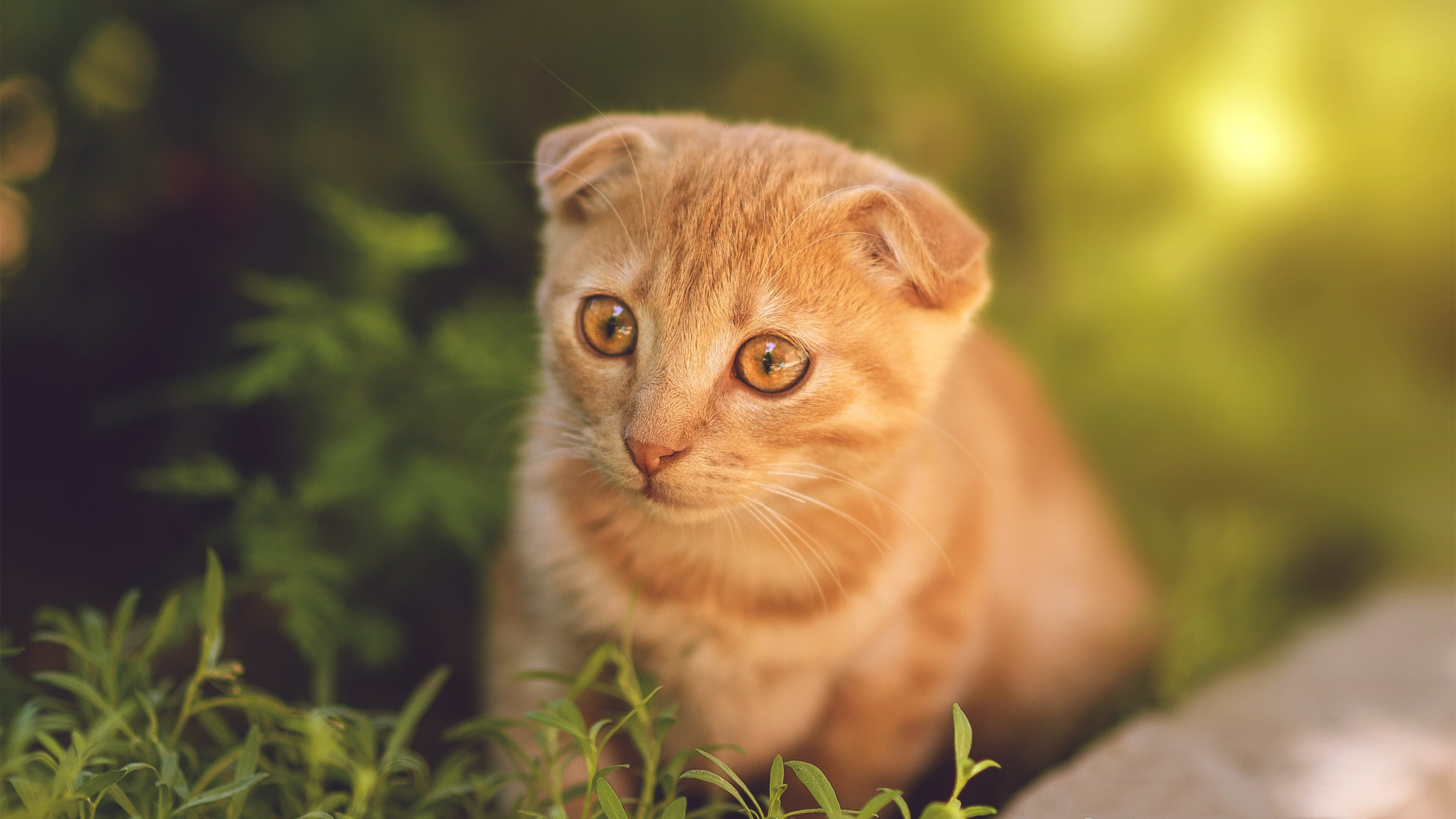 开云体育博彩-“英超激战：强队逐步锁定欧冠席位”，英超竞争激烈