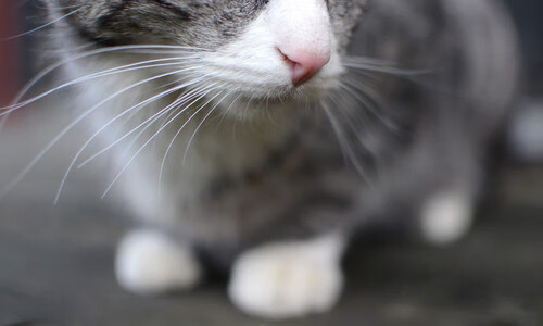 中国篮协举办“篮球公益推广月”，全民参与热情高涨，篮球公益广告语