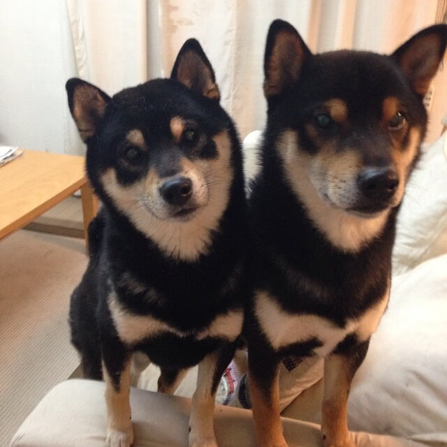 决战在即：季后赛前瞻与焦点战役分析，决战系列赛是什么