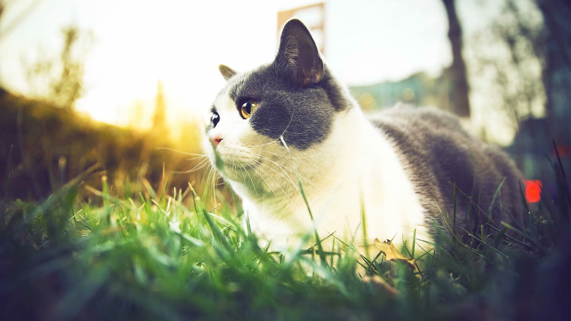 国家赛车队新赛季阵容公布，冲击世界冠军，国家赛车手排名