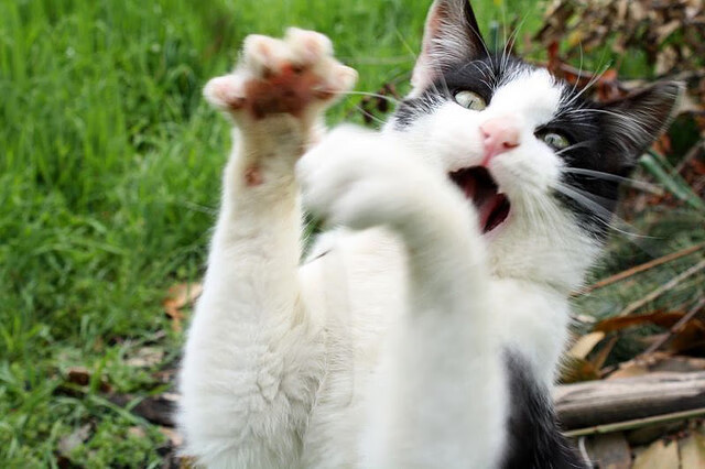 国王主教练亲临高中校园，进行公益训练营，国王队主教练沃顿好吗