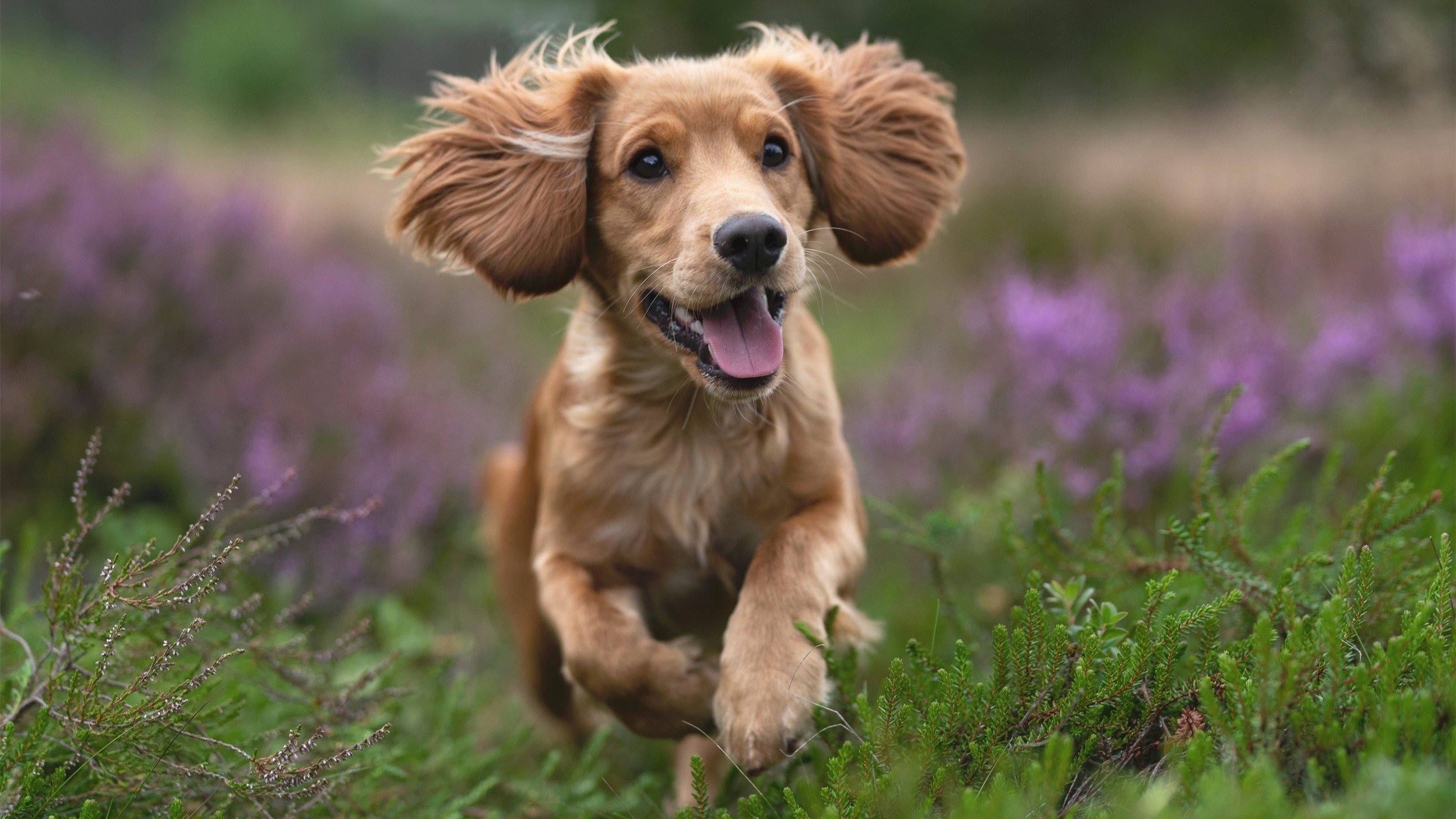 意甲精品比赛不断,吸引全球球迷关注,意甲集锦