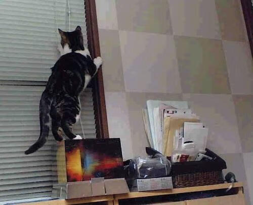 球迷最期待之夜：年度最佳球员颁奖典礼预告，nba年度最佳球员奖