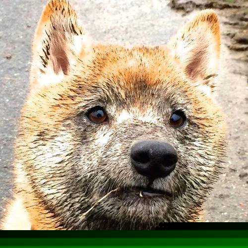 篮球青训体系科学化管理水平提升，青年篮球训练