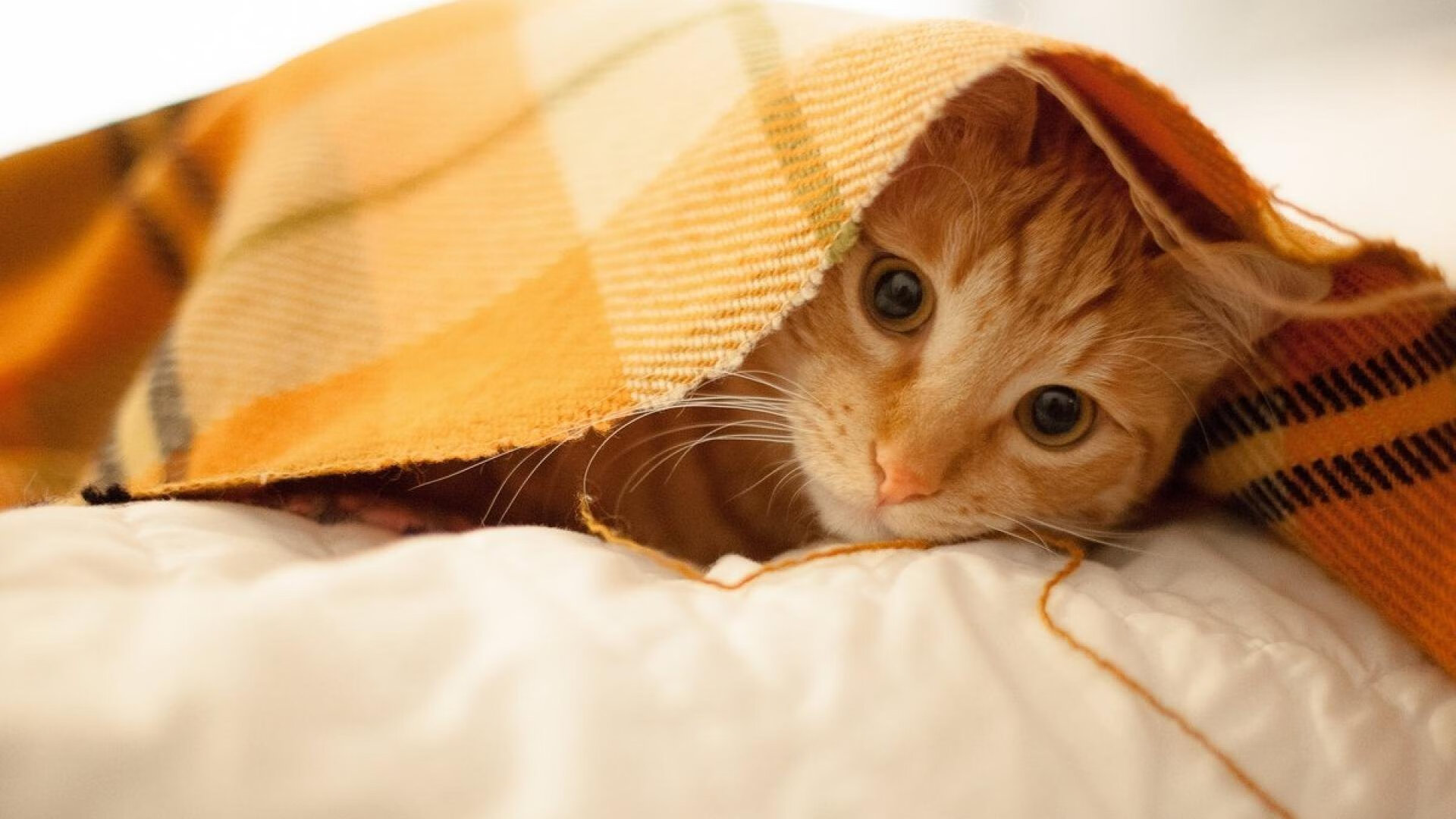 英雄联盟 赛区实力排名更新，英雄联盟各大赛区排名