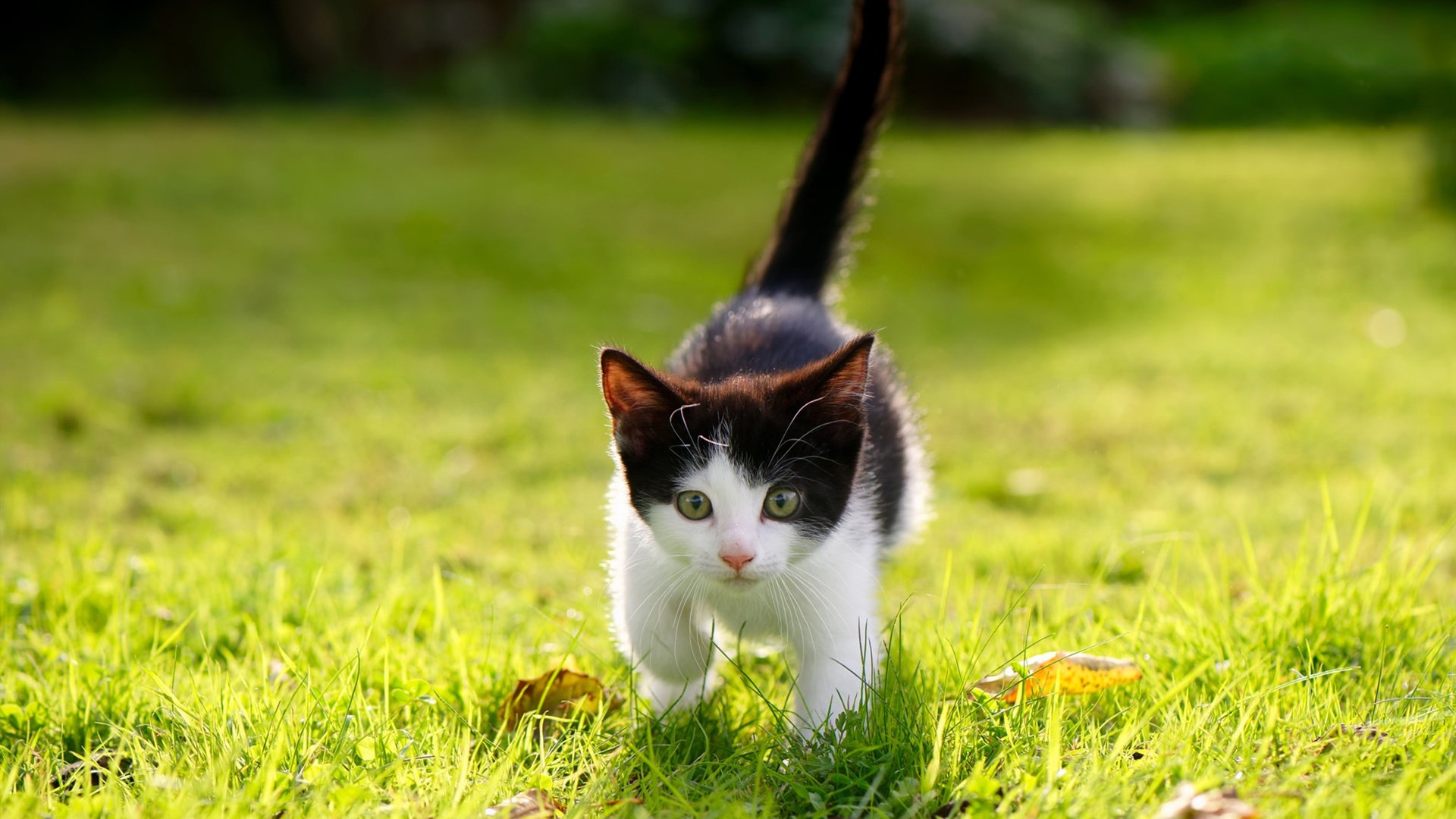 开云体育入口-运动医学：伤病预防的重要措施，常见的运动损伤预防及治疗1000字文章