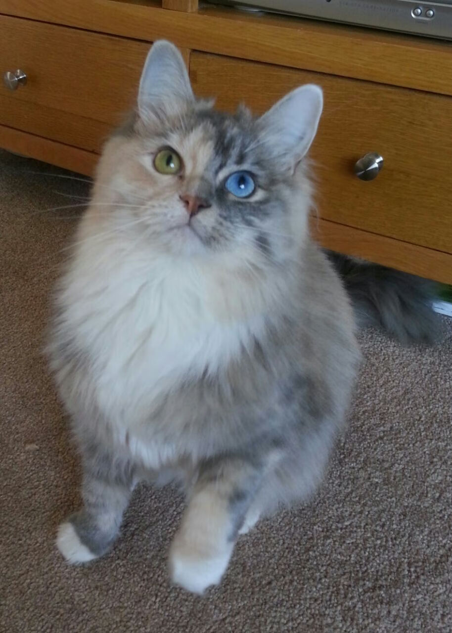 青年篮球明星比赛中展现超凡天赋，青年篮球运动员