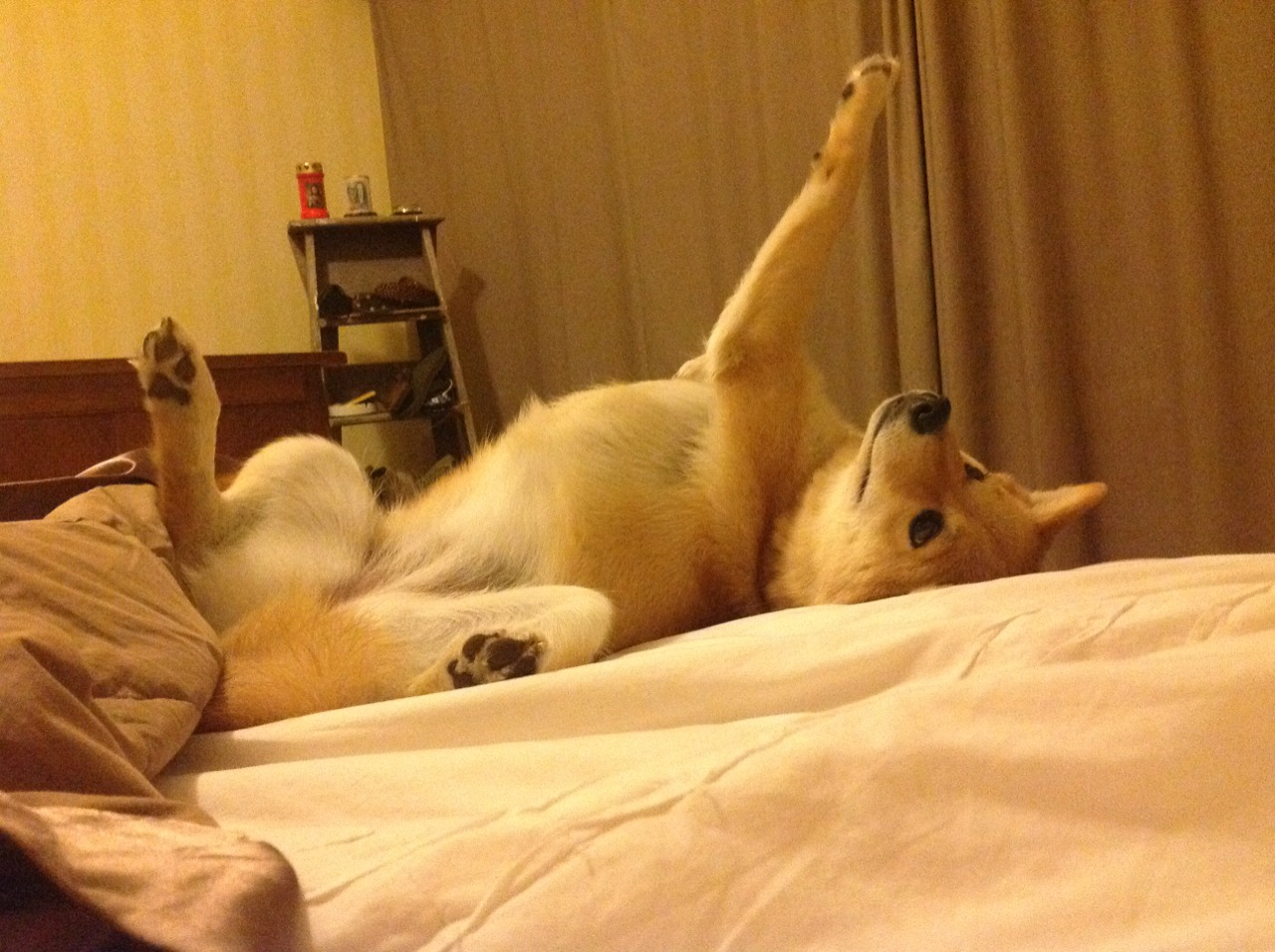 青训系统标准逐步完善，建设高水平足球人才培养基地成为行业重点