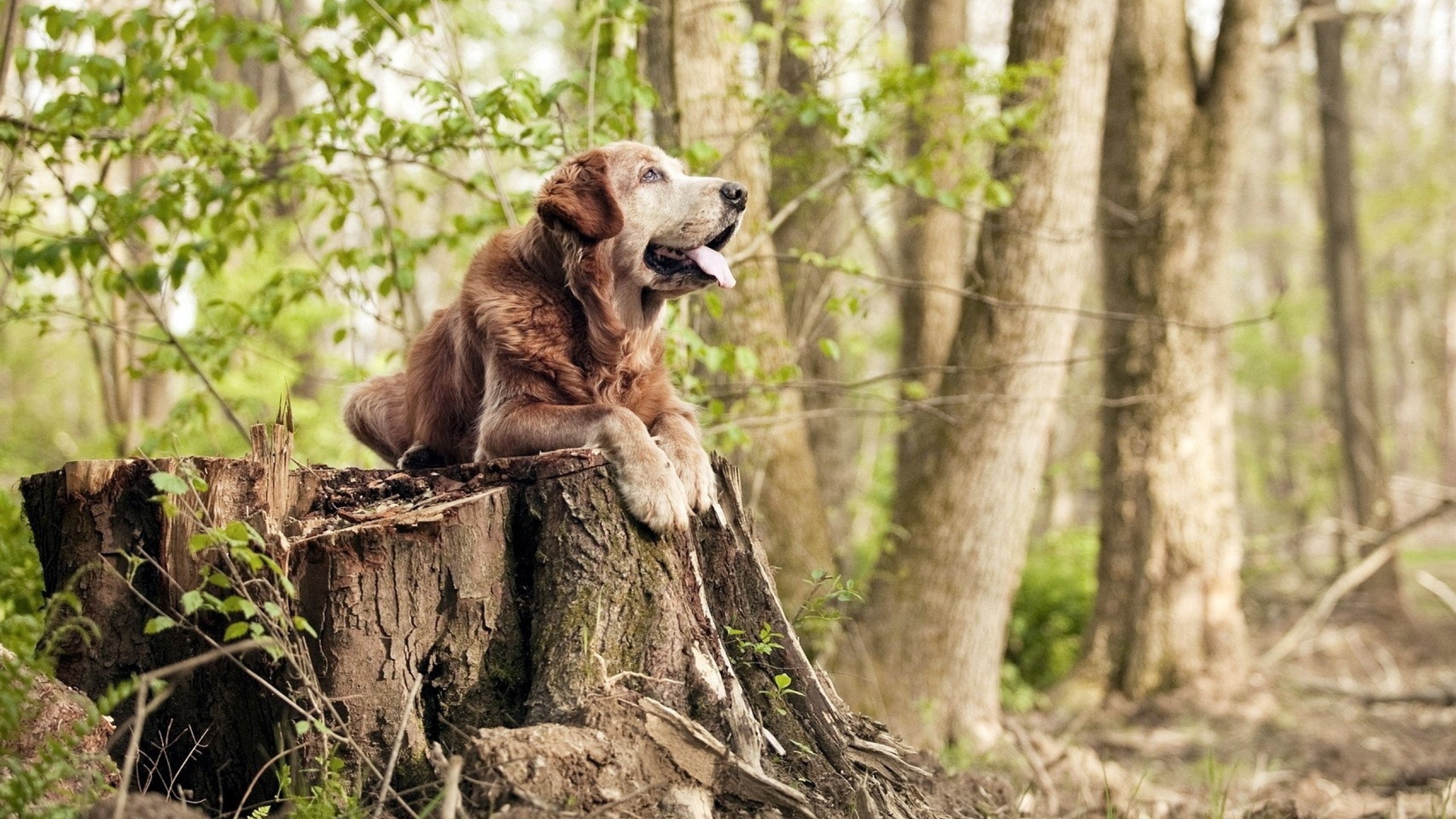 公牛逆转勇士，全明星赛前哨战中德罗赞创下生涯新高，德罗赞公牛球衣