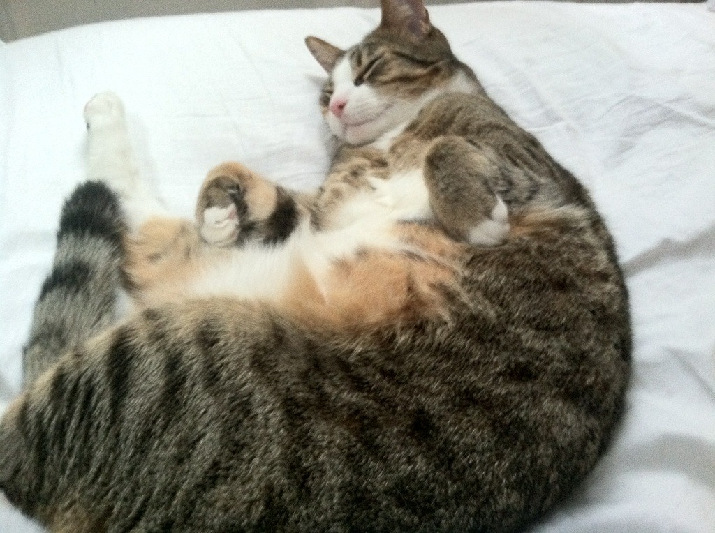 圣埃蒂安战平对手，法国联赛积分榜上升，圣埃蒂安对里尔比分