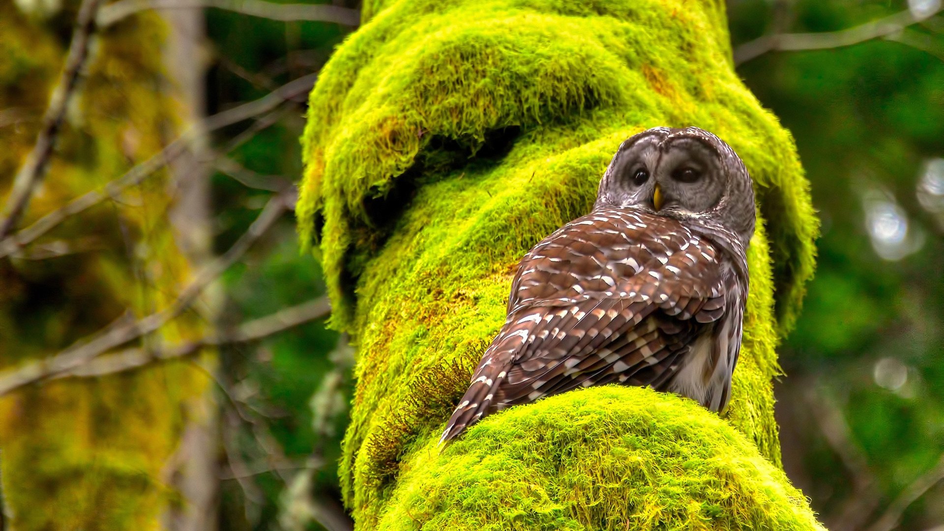 Kysports-塞尔维亚主场告捷，晋级形势乐观，塞尔维亚第几个入场