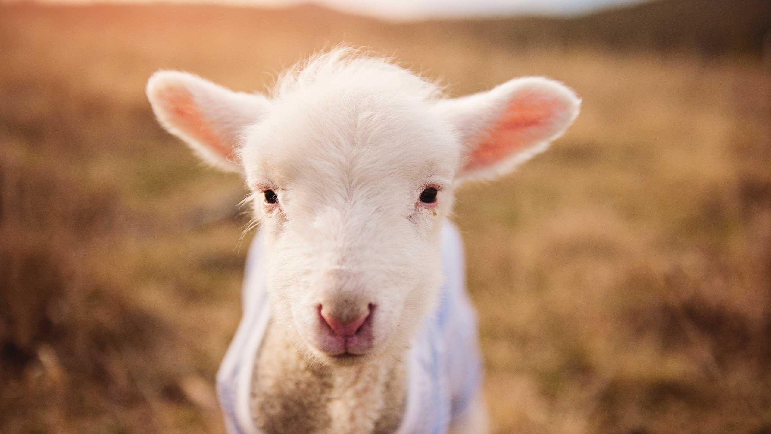 开云APP下载-快船战术多变赢下关键战，快船对战