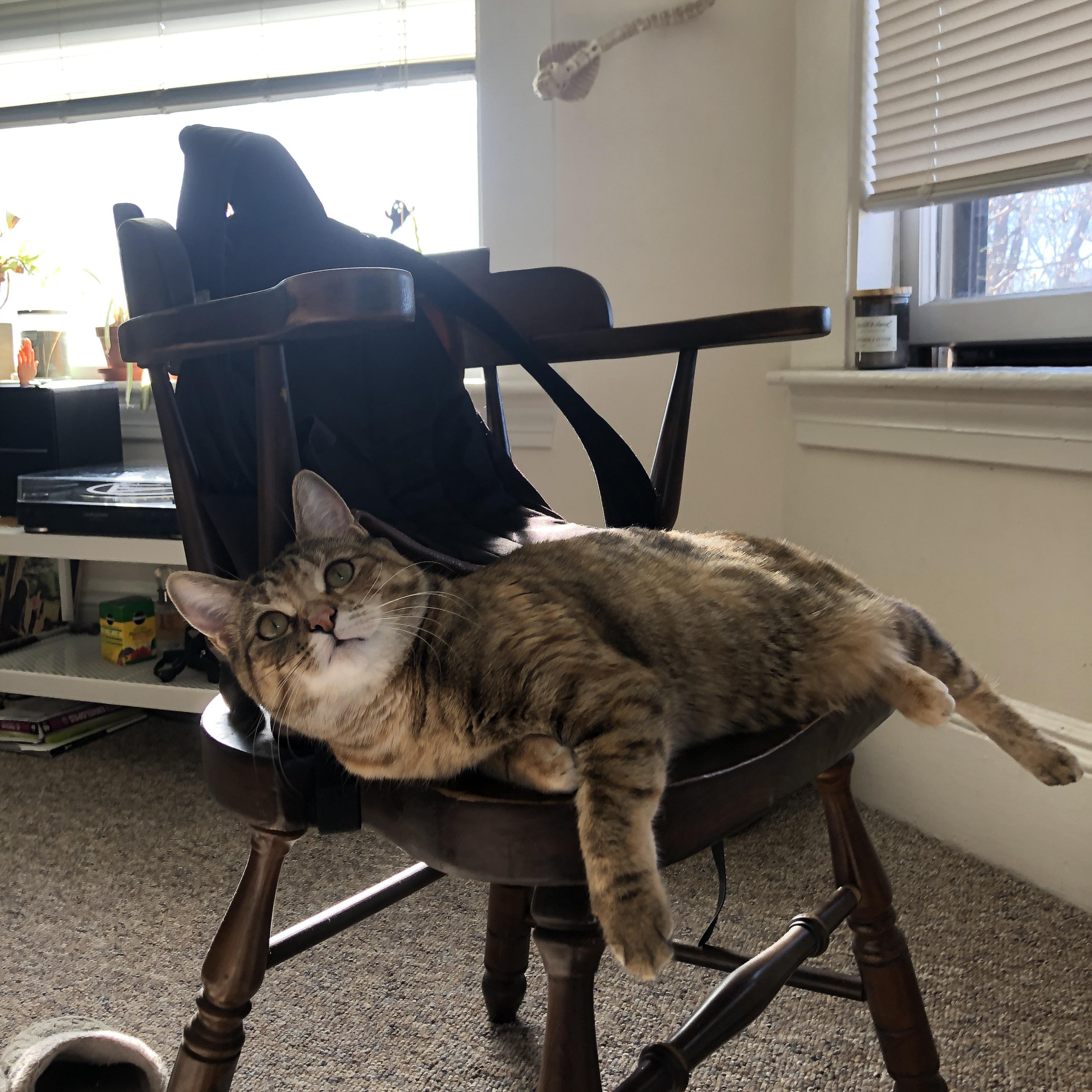 开云网页版-荷兰憾平奥地利，仍需一场胜利锁定欧锦赛强，荷兰vs奥地利热身赛