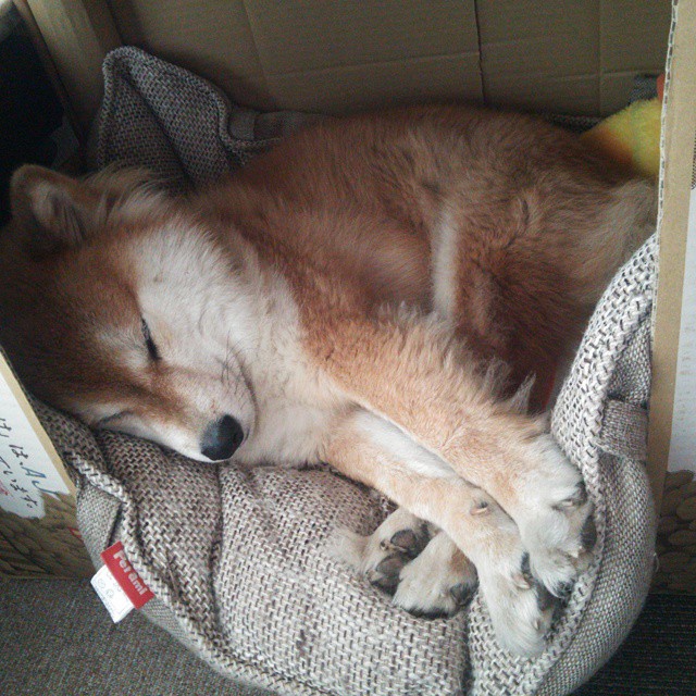 世界青少年趣味竞速赛青春活力无限，舞动青春，2020ymo世界青少年奥赛