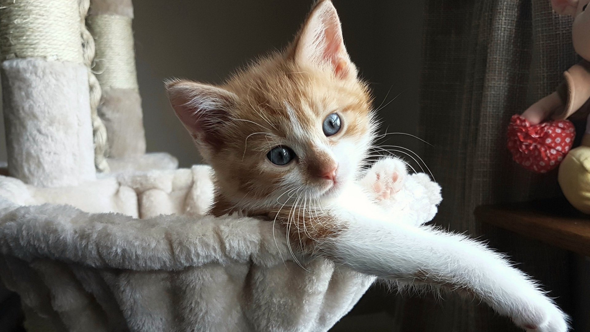 意甲球员赛后心率变异性监测指导训练恢复方案，心率变异性参数正常值