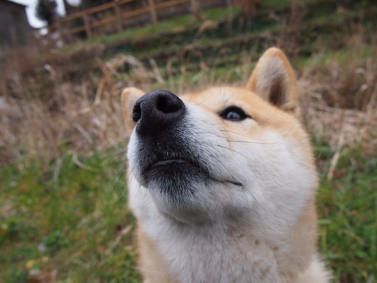 篮球运动员竞技状态动态监控系统开发与应用，篮球静态