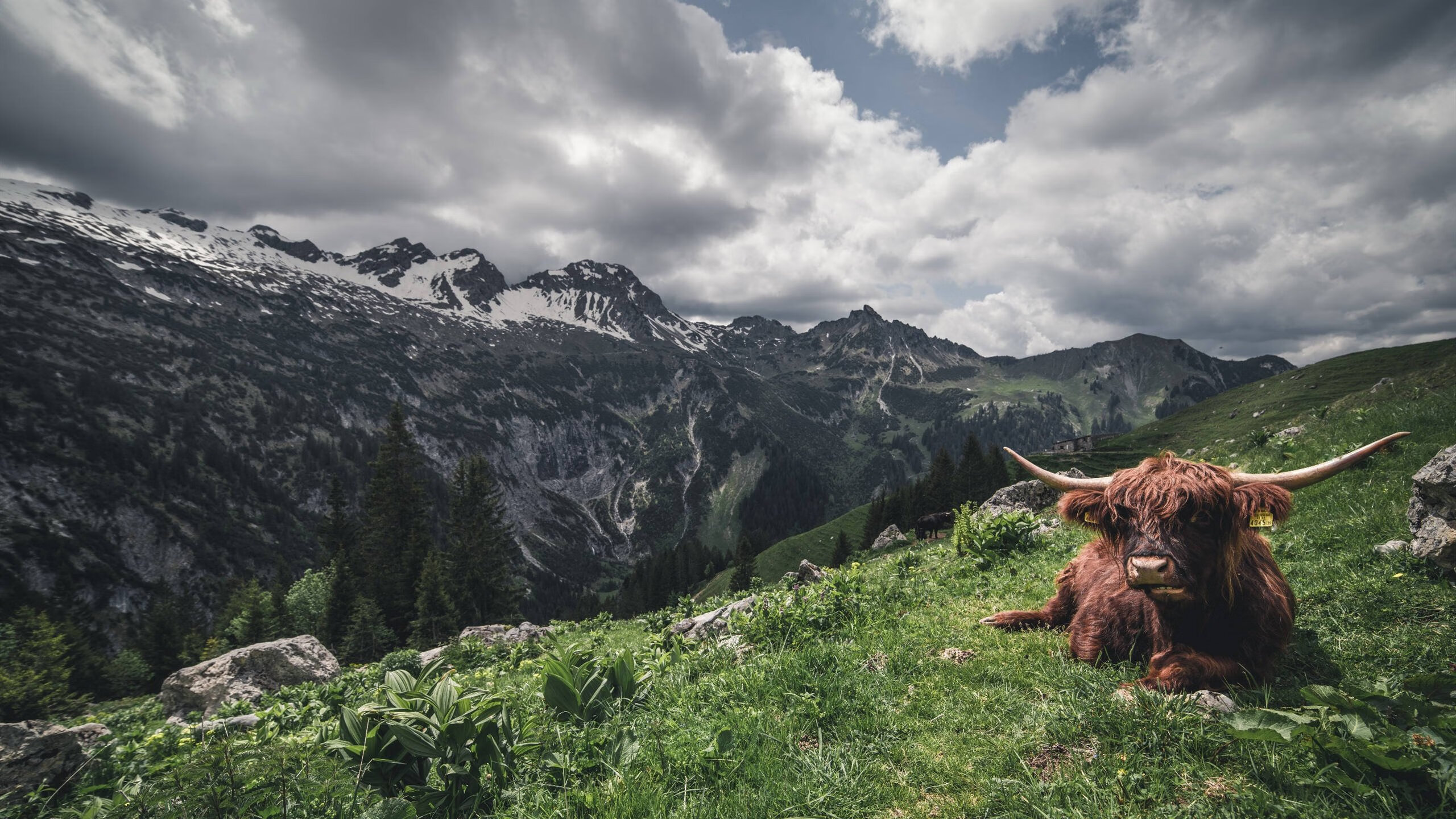 篮球运动队战术沟通机制分析，篮球联赛战术