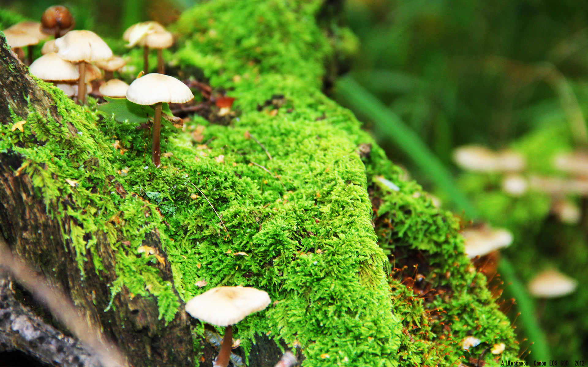 100米自由泳冠军划频低于均值却胜出？，自由泳百米冠军