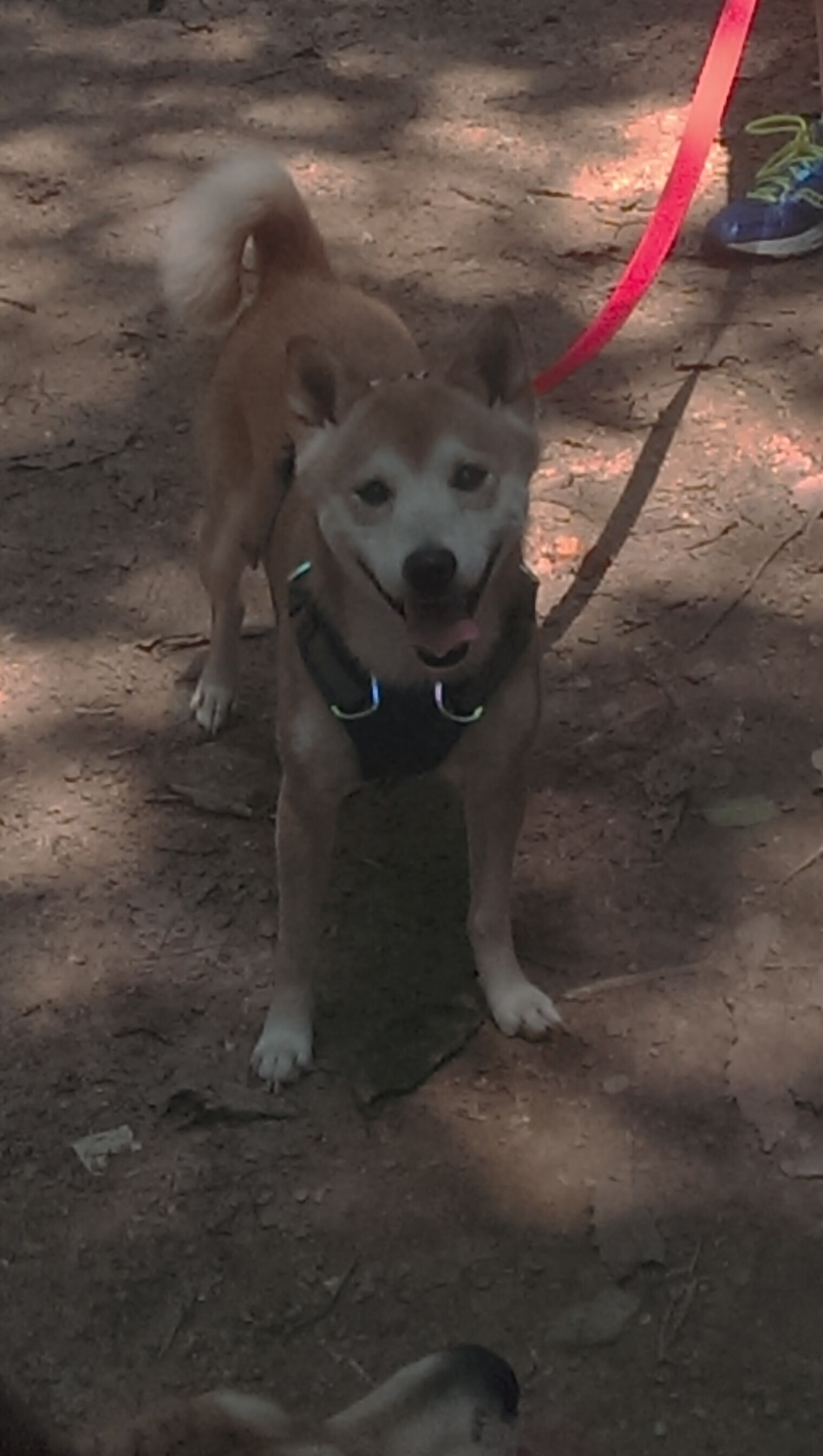 世界杯中国队晋级 球员拼搏精神鼓舞人心，世界杯足球中国队员