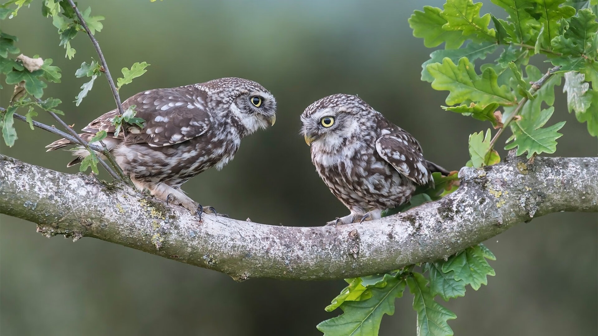五大联赛边路组合如何影响整体战术结构韵律，五大顶级边路